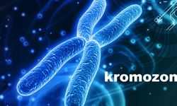 Homolog kromozom nedir? Tanımı, n mi 2n mi ve kromatit ile farkı
