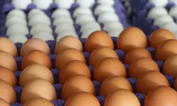 Yumurta ihracatı yüzde 406 arttı, sebebi kuş gribi!