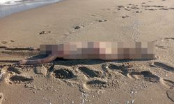 Sakarya sahilinde dehşete düşüren olay! 27 yaşındaki gencin cesedi bulundu