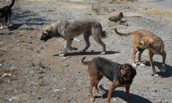 Uzmanlardan uyarı: Başıboş köpekler doğayı ve trafiği tehdit ediyor