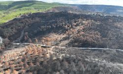 Çanakkale’de 8 bin hektar küle döndü: Yangına dirençli ormanlar kurulacak