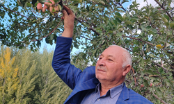 Yozgat’ta doğa tersine döndü: Elma ve armut ağaçları ekimde meyve verdi