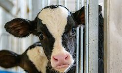 Deli dana hastalığı nedir? İnsana nasıl bulaşır, belirtileri nelerdir, tedavisi var mı, bulaşıcı mıdır?