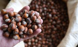 Fındık ne kadar oldu? 30 Ekim 2025 fiyatı ne kadar, güncel rakamlar kaç TL?