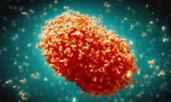 DSÖ’den M çiçeği virüsü uyarısı!