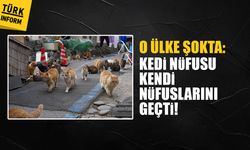 O ülke şokta: Kedi nüfusu kendi nüfuslarını geçti!