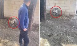 Van’da yavru kurdun tasmayla bağlanması tepki çekti