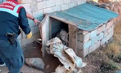 Van’da zincire bağlanan kurt kurtarıldı: Eziyet eden şahsa 81 bin TL ceza!