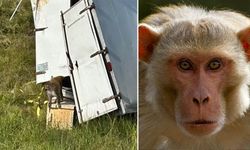 Virüs taşıyan maymunlar kaçtı! Kamyon kazası sonrası bölgede alarm verildi