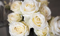 Beyaz gülün anlamı nedir? Beyaz gül ne demek işte anlamı…