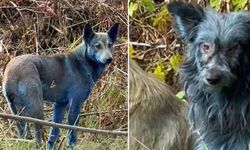 Çernobil’de “mavi köpekler” görüldü: Mavi tüylerin sebebi ortaya çıktı!