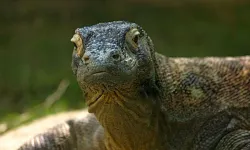 Yunanistan’da 4 milyon yıllık dev kertenkele fosili bulundu