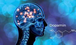 Dopamin nedir? Dopamin ne işe yarar? Dopamin hangi durumlarda artar?