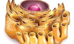 Endoplazmik retikulum nedir? Görevleri, yapısı ve özellikleri nelerdir?