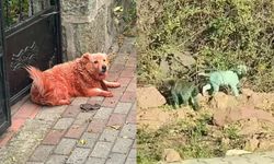 Kocaeli’de boyalı köpekler görüntülendi! Olayın arkasındaki gerçek ne?