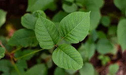 Bakanlıklardan art arda uyarı! Gıda zehirlenmelerine dikkat