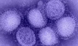 Yeni H3N2 türü Kuzey Yarımküre’de hızla yayılıyor