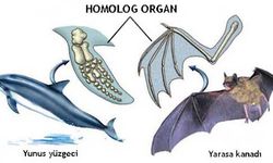 Homolog organ nedir? Homolog organ örnekleri nelerdir?