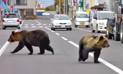Japonya’da ayı saldırıları şehir merkezlerine taştı!