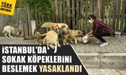 İstanbul'da sokak köpeklerini beslemek yasaklandı!