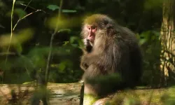 Japonya’da “Maymun Kovma Timi” alarma geçti'