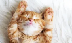 Kedi ve köpek sahiplerini ilgilendiriyor! Son gün 31 Aralık