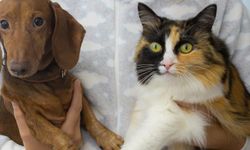 Mama, atıştırmalık, açık ürünler... Evcil dostların tercihleri belli oldu