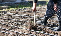 Mamak’ta yerel mirası yaşatan ata tohumu üretimi hız kesmeden devam ediyor