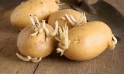 Kasım ayında patates uyarısı: Sakın yemeyin!
