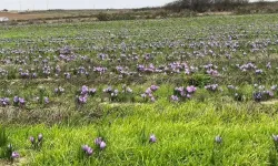 Tekirdağ’da safran üretimi hızla yaygınlaşıyor