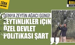 Zeytinyağı üreticisi Davut Ökten: “Zeytinlikler için özel devlet politikası şart”