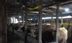 Şap alarmı! O il bölgesel karantinaya alındı!