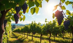 Rüyada üzüm yemek ne anlama gelir?