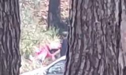 İmdat çığlıkları duyuldu: Kadın, ormanlık alanda canice darbedildi!