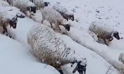 Hakkari'de koyunların karla imtihanı