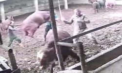 Amasya'da boğa besicisi ölümden döndü