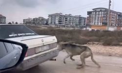 Bursa'da şoke eden görüntü: Köpeği aracın arkasına bağlayarak sürükledi!