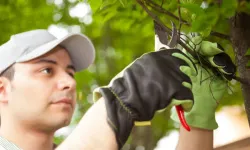 Meyve ağaçlarında budama ve terbiye kursu başlıyor