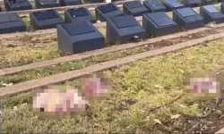 Silahlı saldırı sonrası provokasyon! Müslüman mezarlığına domuz kafaları bırakıldı