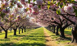 Rüyada kiraz görmek ne anlama gelir?