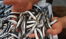 Balık tezgahlarında sürpriz! Hamsi ucuzladı, vatandaş akın etti