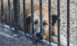 Yenimahalle’de sokak hayvanları için rehabilitasyon merkezi açıldı!