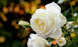 Beyaz gülün anlamı nedir? Beyaz gül neyi ifade eder ve ne demek?