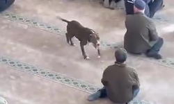 Camiye giren pitbull tedirginliğe neden oldu!