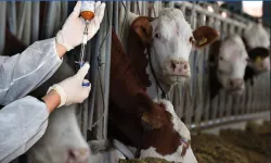 Gitgide yayılıyor! Muğla’da şap alarmı: 11 mahalle karantinaya alındı