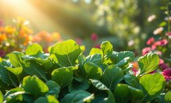 Rüyada ıspanak görmek ne anlama gelir?