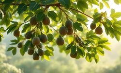 Rüyada incir ağacı görmek ne anlama gelir ?