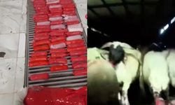 İnsanlık dışı olay! Hayvanları da uyuşturucuya alet ettiler!