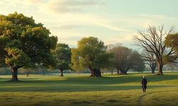 Rüyada ağaç görmek ne anlama gelir?