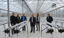 Kahramankazan'da termal sera açılıyor